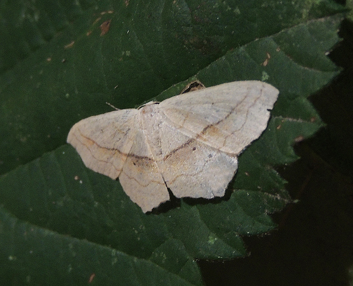 Scopula imitaria Geometridae